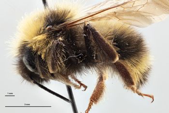 Media type: image;   Entomology 813739 Description: Specimen documentation photo of habitus lateral viewfrom specimen MCZ:Ent:813739, captured on2025-02-06;  Aspect: habitus lateral view